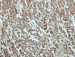 Invitrogen EFTUD2 Polyclonal Antibody 100 &mu;L; Unconjugated:Antibodies,