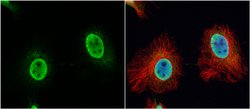 Invitrogen VPS4B Polyclonal Antibody 100 &mu;L; Unconjugated:Antibodies,