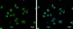 Invitrogen VPS4B Polyclonal Antibody 100 &mu;L; Unconjugated:Antibodies,