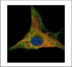 Invitrogen PRDX6 Polyclonal Antibody 100 &mu;L | Buy Online | Invitrogen&trade; | Fisher Scientific