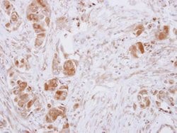 Invitrogen GDA Polyclonal Antibody 100 &mu;L; Unconjugated:Antibodies,