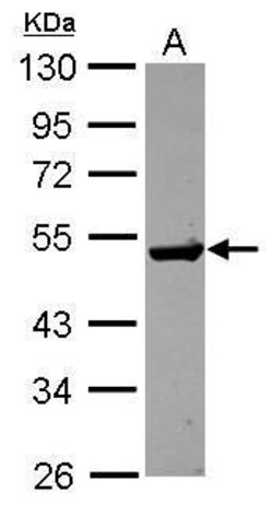 Invitrogen GDA Polyclonal Antibody 100 &mu;L; Unconjugated:Antibodies,