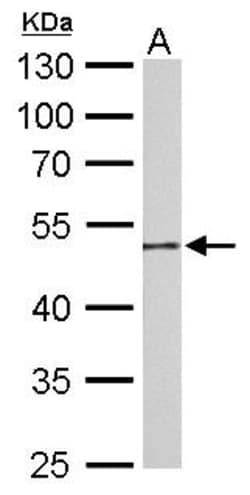 Invitrogen GDA Polyclonal Antibody 100 &mu;L; Unconjugated:Antibodies,