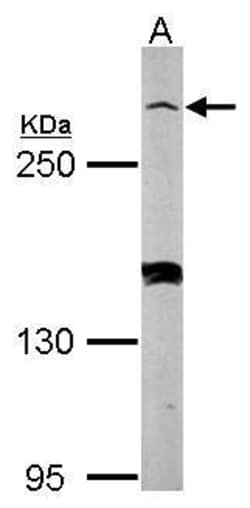 Invitrogen Myomegalin Polyclonal Antibody 100 &mu;L; Unconjugated:Antibodies,
