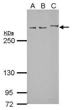 Invitrogen Myomegalin Polyclonal Antibody 100 &mu;L; Unconjugated:Antibodies,