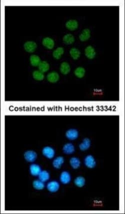 Invitrogen SAFB2 Polyclonal Antibody 100 &mu;L | Buy Online | Invitrogen&trade; | Fisher Scientific