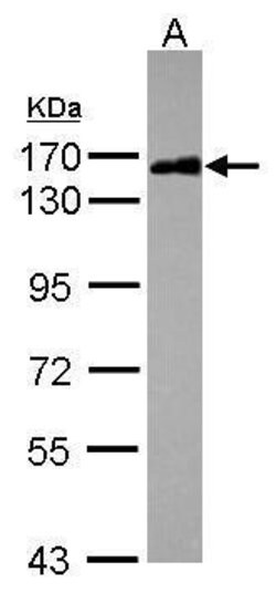 Invitrogen SAFB2 Polyclonal Antibody 100 &mu;L | Buy Online | Invitrogen&trade; | Fisher Scientific