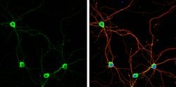 Invitrogen PUM1 Polyclonal Antibody 100 &mu;L; Unconjugated:Antibodies,