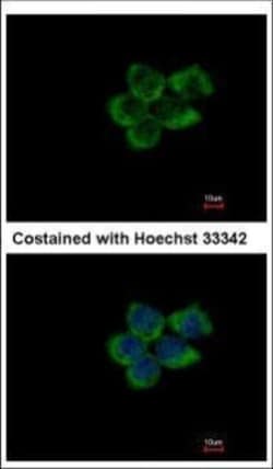 Invitrogen PUM1 Polyclonal Antibody 100 &mu;L | Buy Online | Invitrogen&trade; | Fisher Scientific