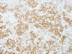 Invitrogen PUM1 Polyclonal Antibody 100 &mu;L; Unconjugated:Antibodies,