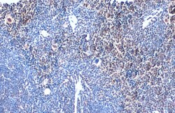Invitrogen TOX Polyclonal Antibody 100 &mu;L; Unconjugated:Antibodies,