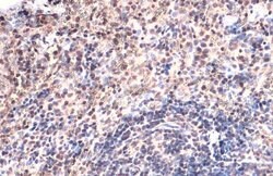 Invitrogen TOX Polyclonal Antibody 100 &mu;L; Unconjugated:Antibodies,