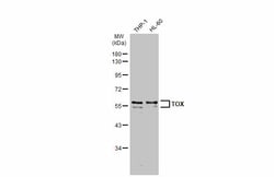 Invitrogen TOX Polyclonal Antibody 100 &mu;L; Unconjugated:Antibodies,