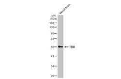 Invitrogen TOX Polyclonal Antibody 100 &mu;L; Unconjugated:Antibodies,