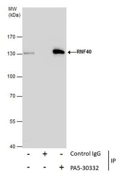 Invitrogen RNF40 Polyclonal Antibody 100 μL; Unconjugated:Antibodies,