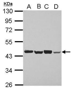 PSMD6 Polyclonal Antibody:Antibodies, Polyclonal