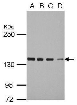 Invitrogen DDX46 Polyclonal Antibody 100 &mu;L; Unconjugated:Antibodies,