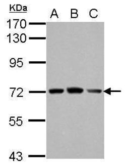FARSB Polyclonal Antibody:Antibodies, Polyclonal