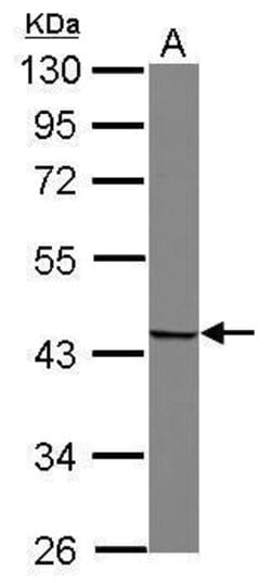 Invitrogen SNUPN Polyclonal Antibody 100 &mu;L; Unconjugated:Antibodies,