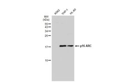 Invitrogen ARPC5 Polyclonal Antibody 100 &mu;L; Unconjugated:Antibodies,