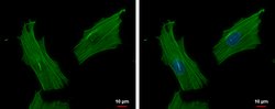 Invitrogen ACTR1B Polyclonal Antibody 100 &mu;L; Unconjugated:Antibodies,