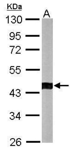 Invitrogen ACTR1B Polyclonal Antibody 100 &mu;L; Unconjugated:Antibodies,