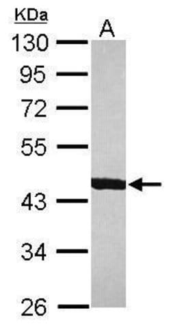 Invitrogen ACTR1B Polyclonal Antibody 100 &mu;L; Unconjugated:Antibodies,