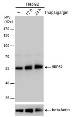 Invitrogen CALCOCO2 Polyclonal Antibody 100 &mu;L; Unconjugated:Antibodies,