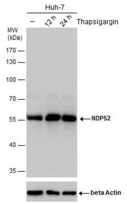 Invitrogen CALCOCO2 Polyclonal Antibody 100 &mu;L; Unconjugated:Antibodies,