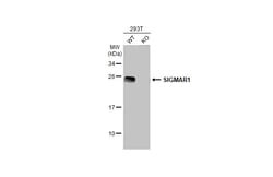 Invitrogen Sigma-1 Receptor Polyclonal Antibody 100 &mu;L; Unconjugated:Antibodies,