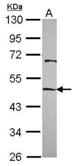 Invitrogen EMP Polyclonal Antibody 100 &mu;L; Unconjugated:Antibodies,