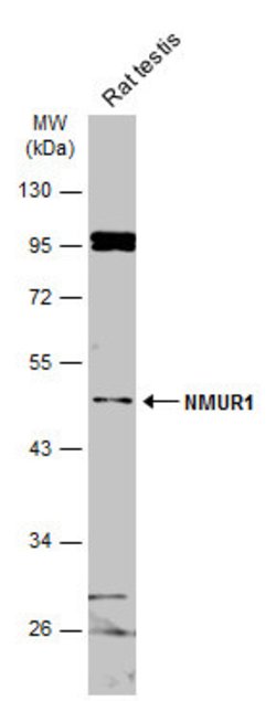 NMUR1 Polyclonal Antibody, Invitrogen 100 &mu;L; Unconjugated:Antibodies,