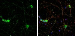 Invitrogen SCGN Polyclonal Antibody 100 &mu;L; Unconjugated:Antibodies,