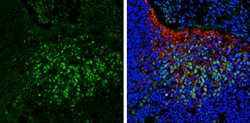 Invitrogen SCGN Polyclonal Antibody 100 &mu;L; Unconjugated:Antibodies,