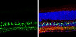 Invitrogen SCGN Polyclonal Antibody 100 &mu;L; Unconjugated:Antibodies,