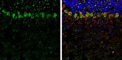 Invitrogen SCGN Polyclonal Antibody 100 &mu;L; Unconjugated:Antibodies,