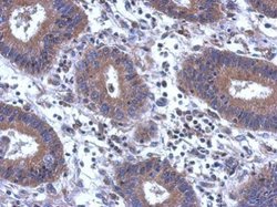 Invitrogen SCGN Polyclonal Antibody 100 &mu;L; Unconjugated:Antibodies,