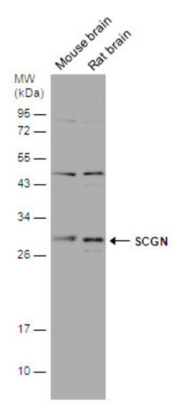 Invitrogen SCGN Polyclonal Antibody 100 &mu;L; Unconjugated:Antibodies,