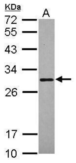 Invitrogen SCGN Polyclonal Antibody 100 &mu;L; Unconjugated:Antibodies,