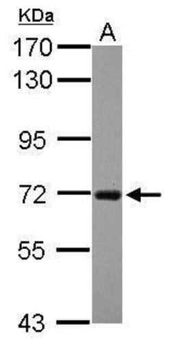 RGS14 Polyclonal Antibody:Antibodies, Polyclonal