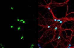 Invitrogen SAM68 Polyclonal Antibody 100 &mu;L; Unconjugated:Antibodies,