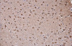 Invitrogen SAM68 Polyclonal Antibody 100 &mu;L; Unconjugated:Antibodies,
