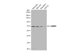 Invitrogen SAM68 Polyclonal Antibody 100 &mu;L; Unconjugated:Antibodies,