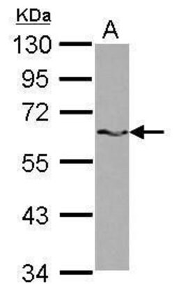 Invitrogen SAM68 Polyclonal Antibody 100 &mu;L; Unconjugated:Antibodies,