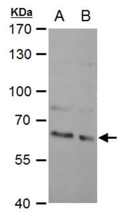 Invitrogen SAM68 Polyclonal Antibody 100 &mu;L; Unconjugated:Antibodies,