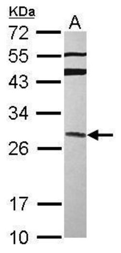 Invitrogen GRAP Polyclonal Antibody 100 &mu;L | Buy Online | Invitrogen&trade; | Fisher Scientific