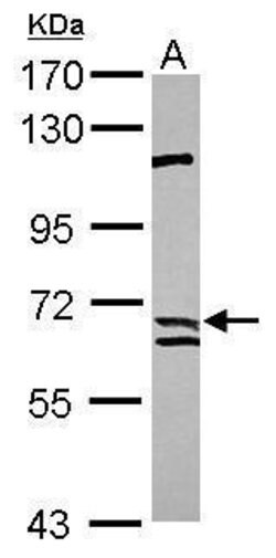 Invitrogen Calpain 9 Polyclonal Antibody 100 &mu;L; Unconjugated:Antibodies,