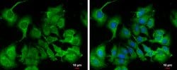 Invitrogen Calpain 9 Polyclonal Antibody 100 &mu;L; Unconjugated:Antibodies,