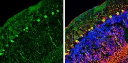 Invitrogen NCKAP1 Polyclonal Antibody 100 &mu;L; Unconjugated:Antibodies,