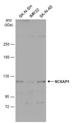 Invitrogen NCKAP1 Polyclonal Antibody 100 &mu;L; Unconjugated:Antibodies,